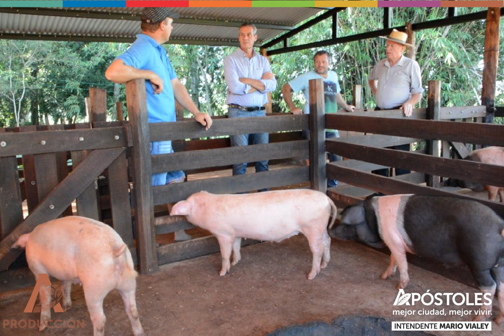 Avanza la implementación del programa de mejoramiento para productores porcinos 